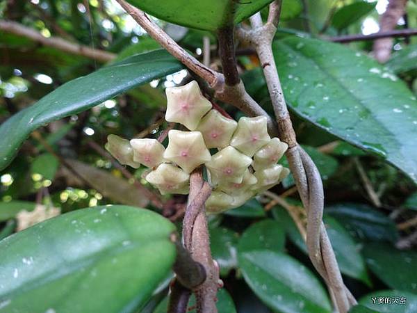 20140628寒溪呢豐山[小] 449.JPG