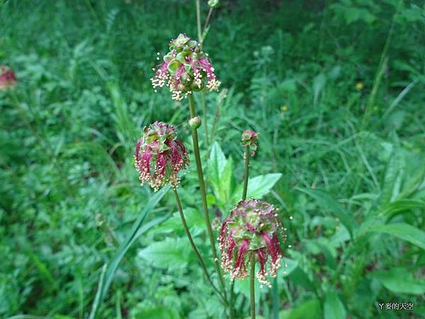 20140517巴爾幹半島行[sony小sw1] 547.jpg