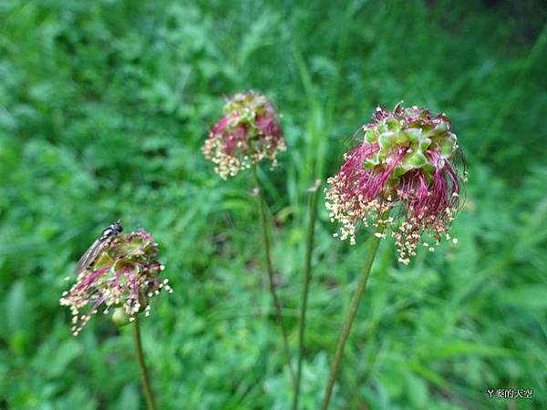 20140517巴爾幹半島行[sony小sw1] 548.jpg