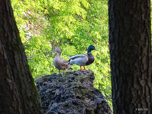 20140517巴爾幹半島行[sony小sw1] 734.jpg