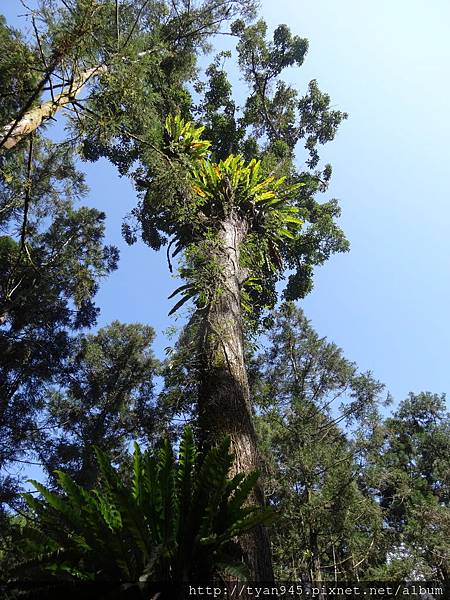 20141026福山植物園 124.jpg