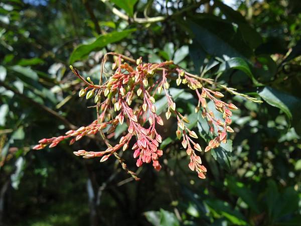 20141026福山植物園 196.jpg