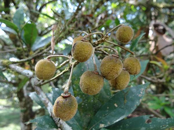 20141026福山植物園 219.jpg