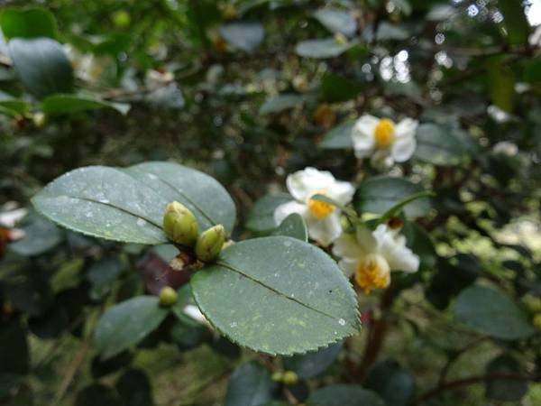 20141026福山植物園 253.jpg