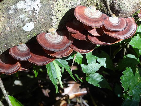 20141026福山植物園 242.jpg