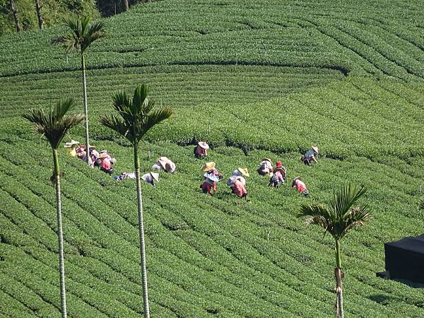 20141108茂林太平茶園[SW] 463.jpg