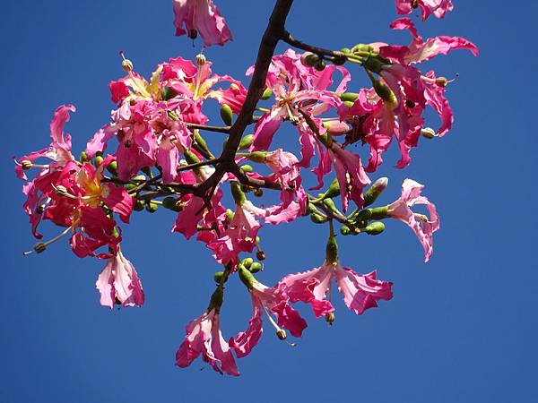 20141123 鶯歌龜山縱走[SW] 577.jpg