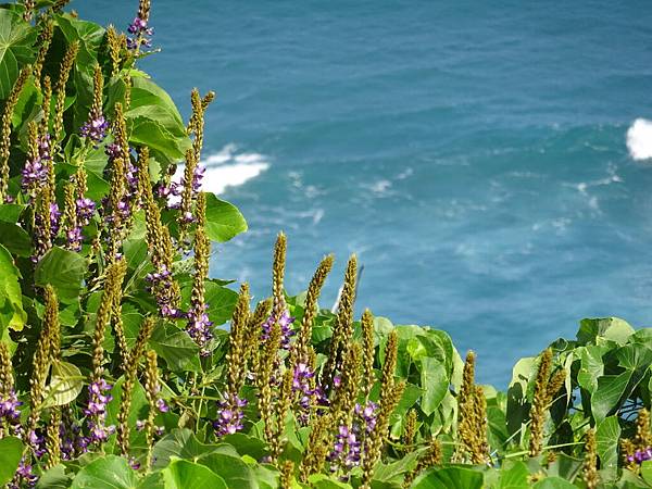 20141101台日網球台東行[sw] 266.jpg