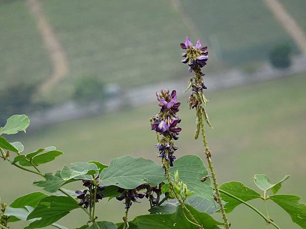 20141101台日網球台東行[sw] 596.jpg