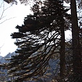 20141203黃山與宏村[大c] 178.jpg