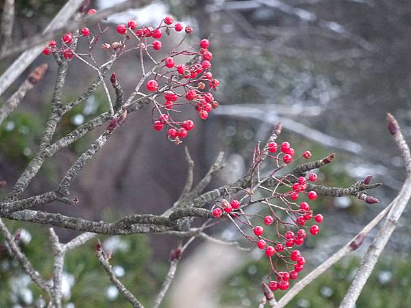 20141203黃山行[sony] 295.jpg
