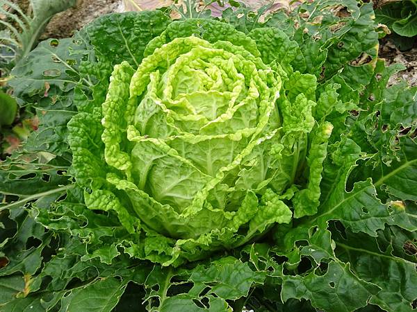 20141224南投平安夜[sony] 476.jpg