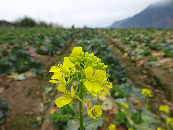 20141224南投平安夜[sony] 457.jpg