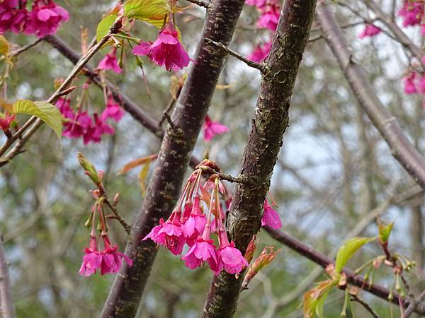 20150207東眼山賞櫻 080.jpg