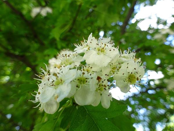 20140517[sony小sw1] 936.jpg