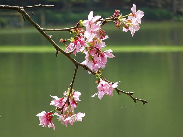 20150313鯉魚潭富士櫻[sw] 293.jpg