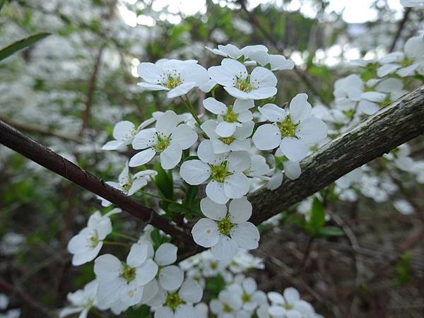 ユキヤナギ雪柳　（こごめばな）~小米花20150418日本東北賞櫻[小] 1616.jpg