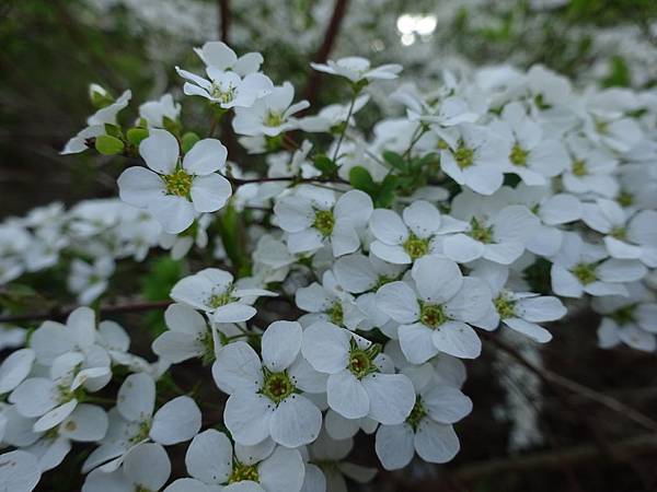 20150418ユキヤナギ雪柳　（こごめばな）~小米花~日本東北賞櫻[小] 1624.jpg