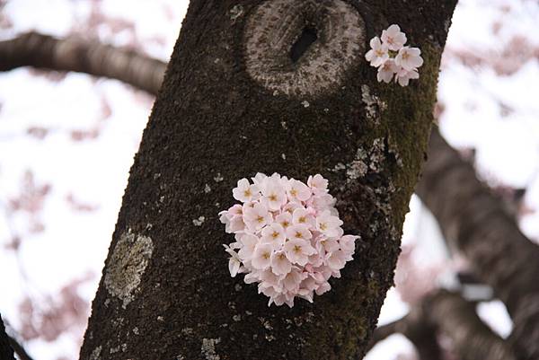 20150418日本東北賞櫻[大] 021.jpg