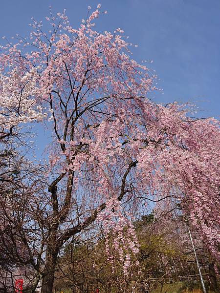 20150418日本東北賞櫻[小] 793.jpg