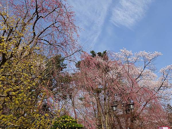 20150418日本東北賞櫻[小] 806.jpg