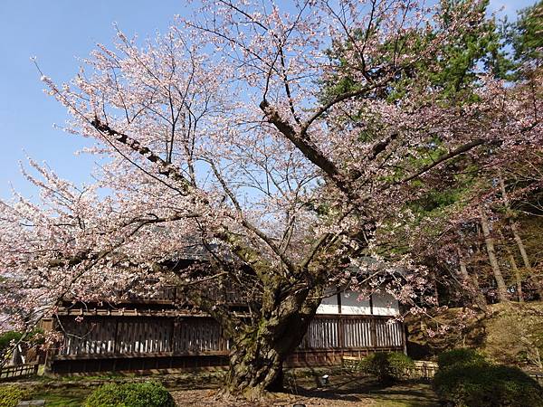 20150418日本東北賞櫻[小] 820.jpg