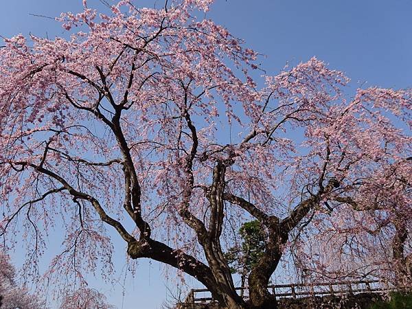 20150418日本東北賞櫻[小] 847.jpg