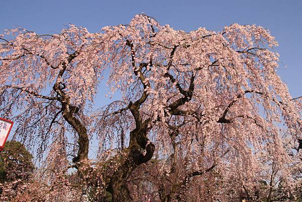 20150418日本東北賞櫻[大] 189.jpg