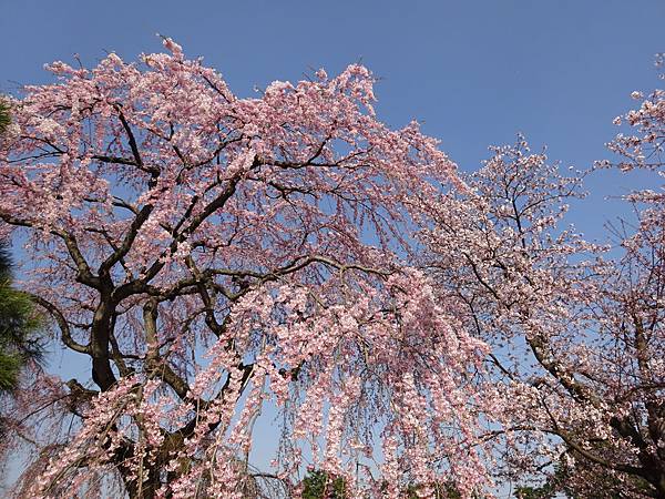 20150418日本東北賞櫻[小] 896.jpg