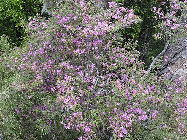 20150602北二段 664.jpg