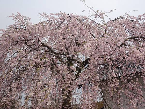 20150418日本東北清森賞櫻[sony] 1663.jpg