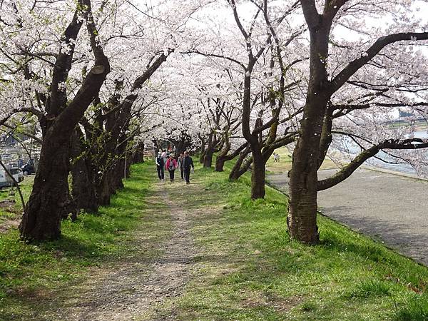 20150418日本東北清森賞櫻[sony] 1743.jpg