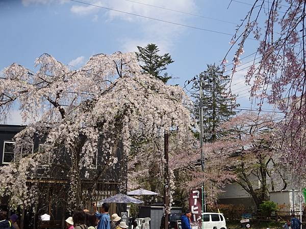 20150418日本東北清森賞櫻[sony] 1808.jpg