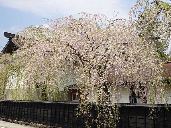 20150418日本東北清森賞櫻[sony] 1821.jpg