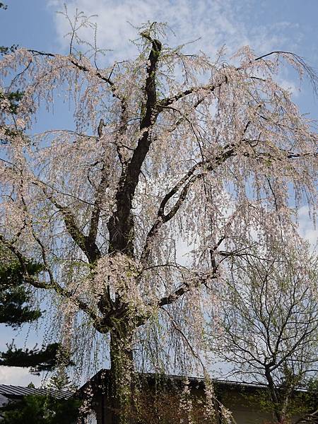 20150418日本東北清森賞櫻[sony] 1831.jpg