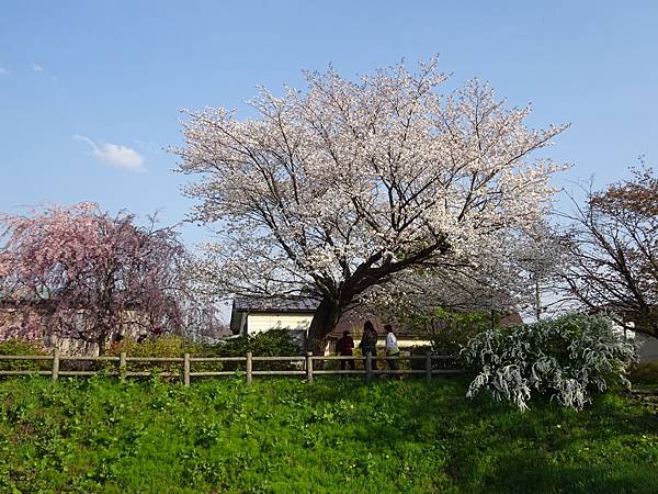 20150418日本東北清森賞櫻[sony] 2012.jpg