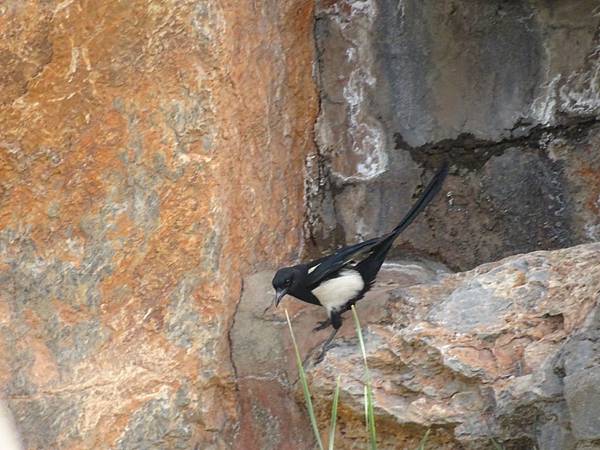 20150512內蒙古&寧夏[sw] 221.jpg