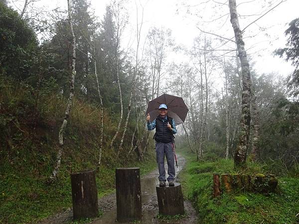 20151031太平山山毛櫸步道 031.jpg