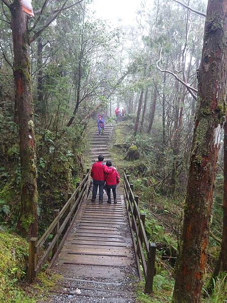 20151031太平山山毛櫸步道 080.jpg