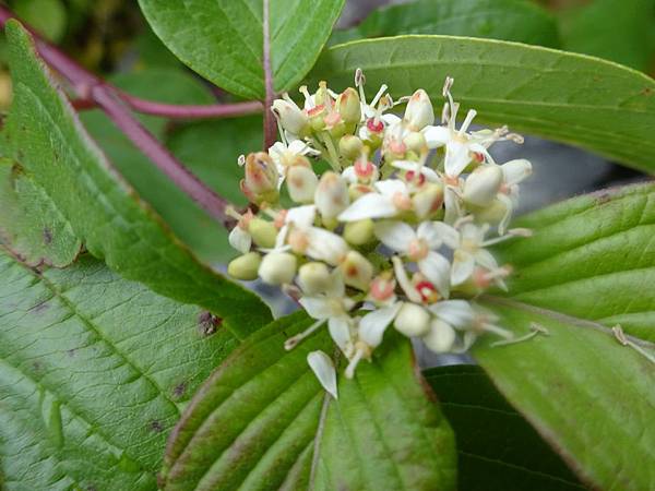 20150914洛磯山脈[sw小] 728.jpg