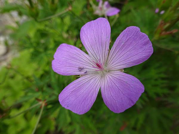 DSC09609ハクサンフウロ（白山風露、Geranium yesoemse var. nipponicum）はフウロソウ科フウロソウ属の多年草。高山植物の一つ。.JPG