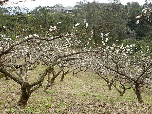 20160211春節宜花 041.jpg