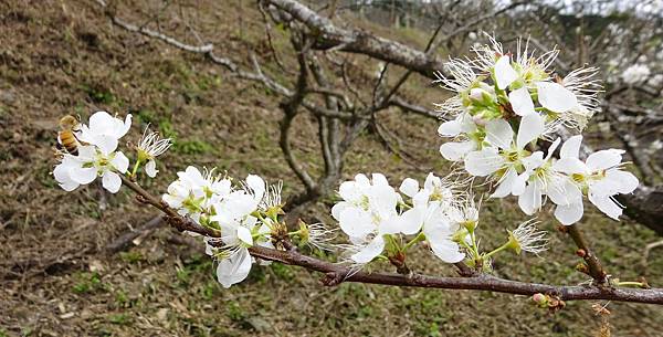 20160211春節宜花 052.jpg