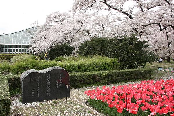 20160407日本賞櫻[大] 070.jpg