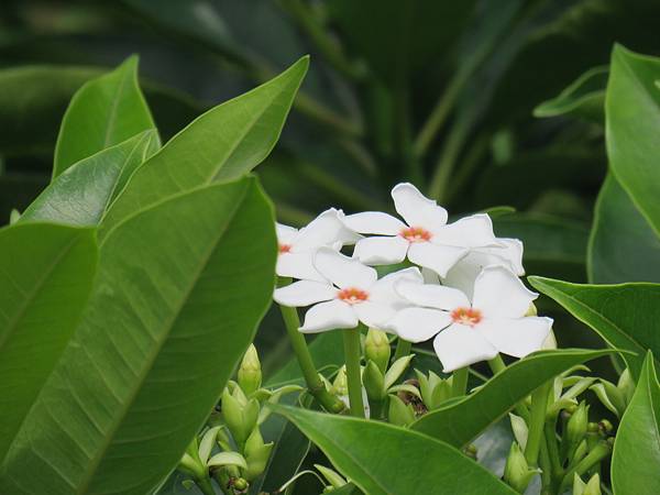 IMG_0810.JPG IMG_0810.JPG