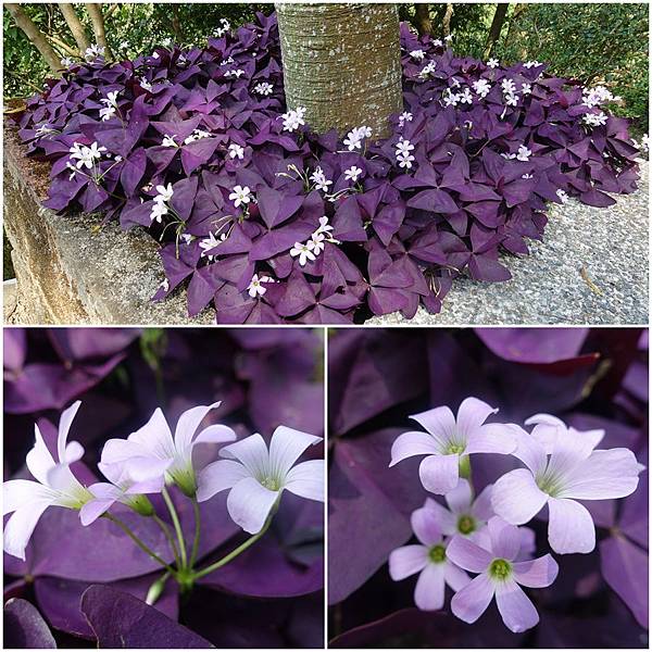 page紫色花.jpg
