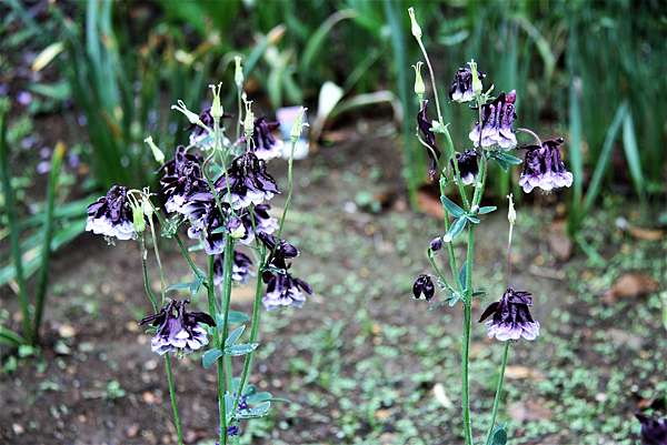 日本春華爛漫 足利公園百花香 ㄚ麥的天空 桃園市逍遙遊登山協會 痞客邦