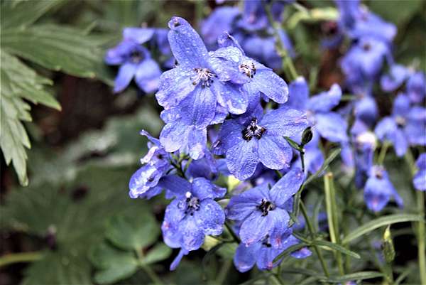 日本春華爛漫 足利公園百花香 ㄚ麥的天空 桃園市逍遙遊登山協會 痞客邦