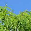 IMG_0668.JPG