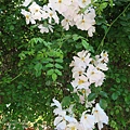 IMG_0675.JPG
